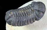 Austerops Trilobite - Ofaten, Morocco #67893-3